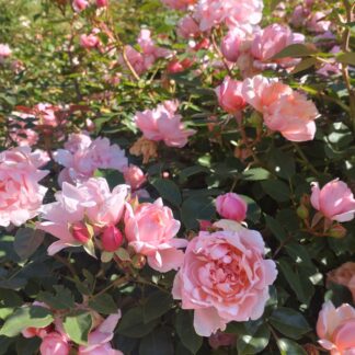 Albertine
