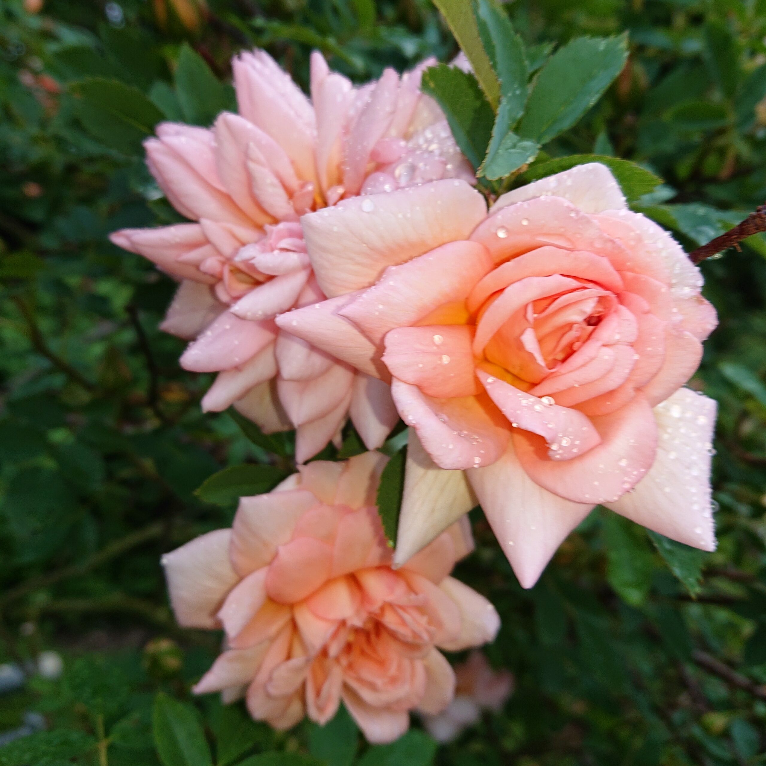 Anja – Bild 14