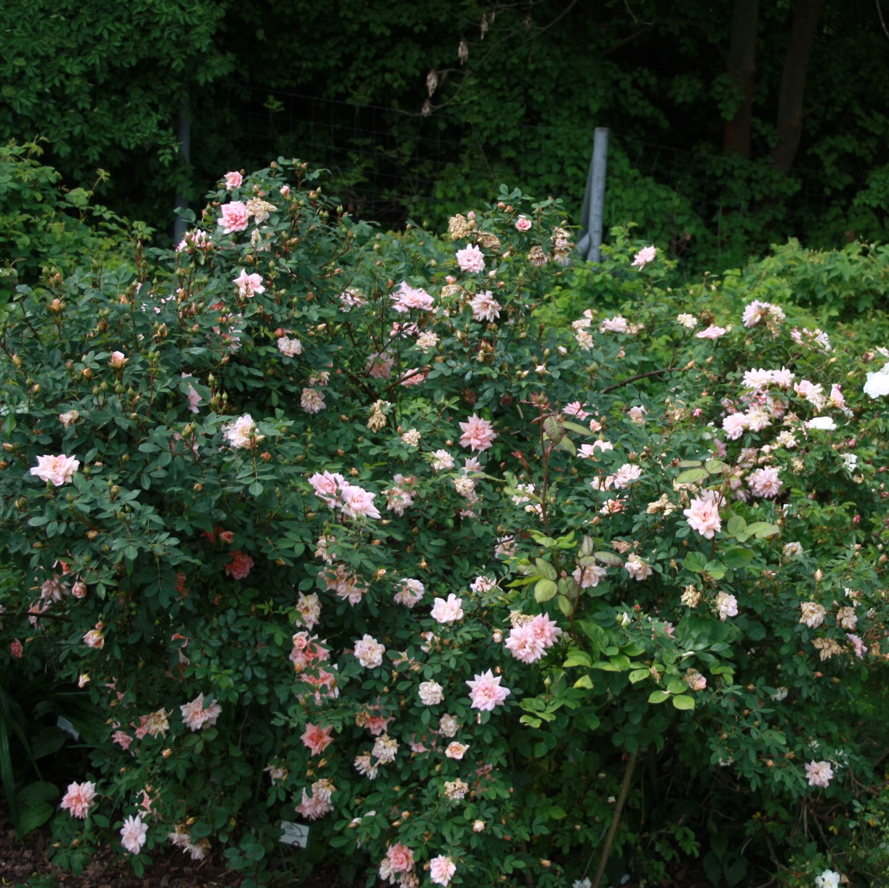 Anja – Bild 15