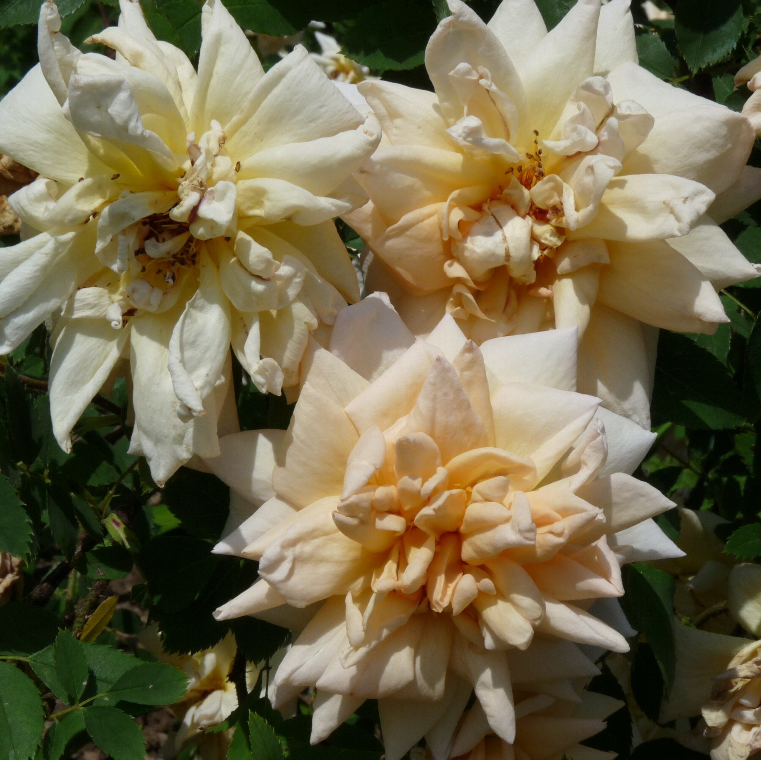 Anja – Bild 6