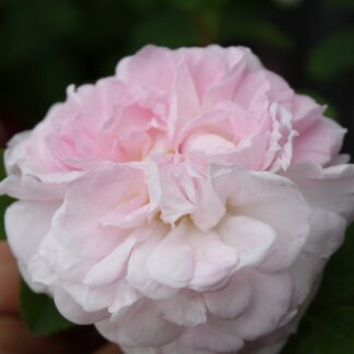 Chloris Christiane