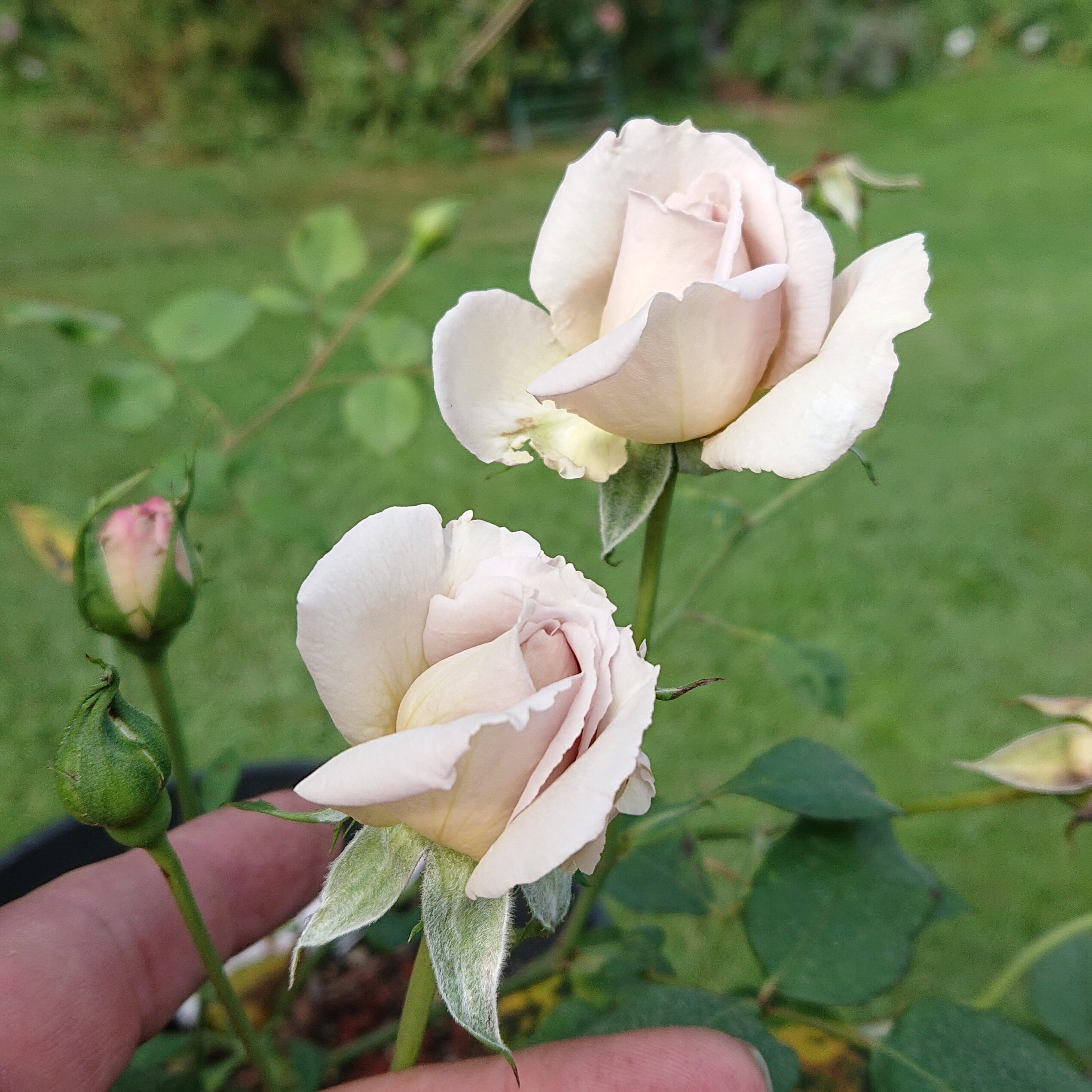 Grey Dawn – Bild 17