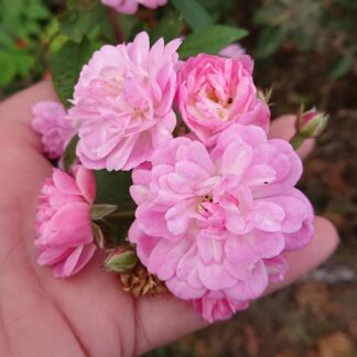 Guirlande Rose