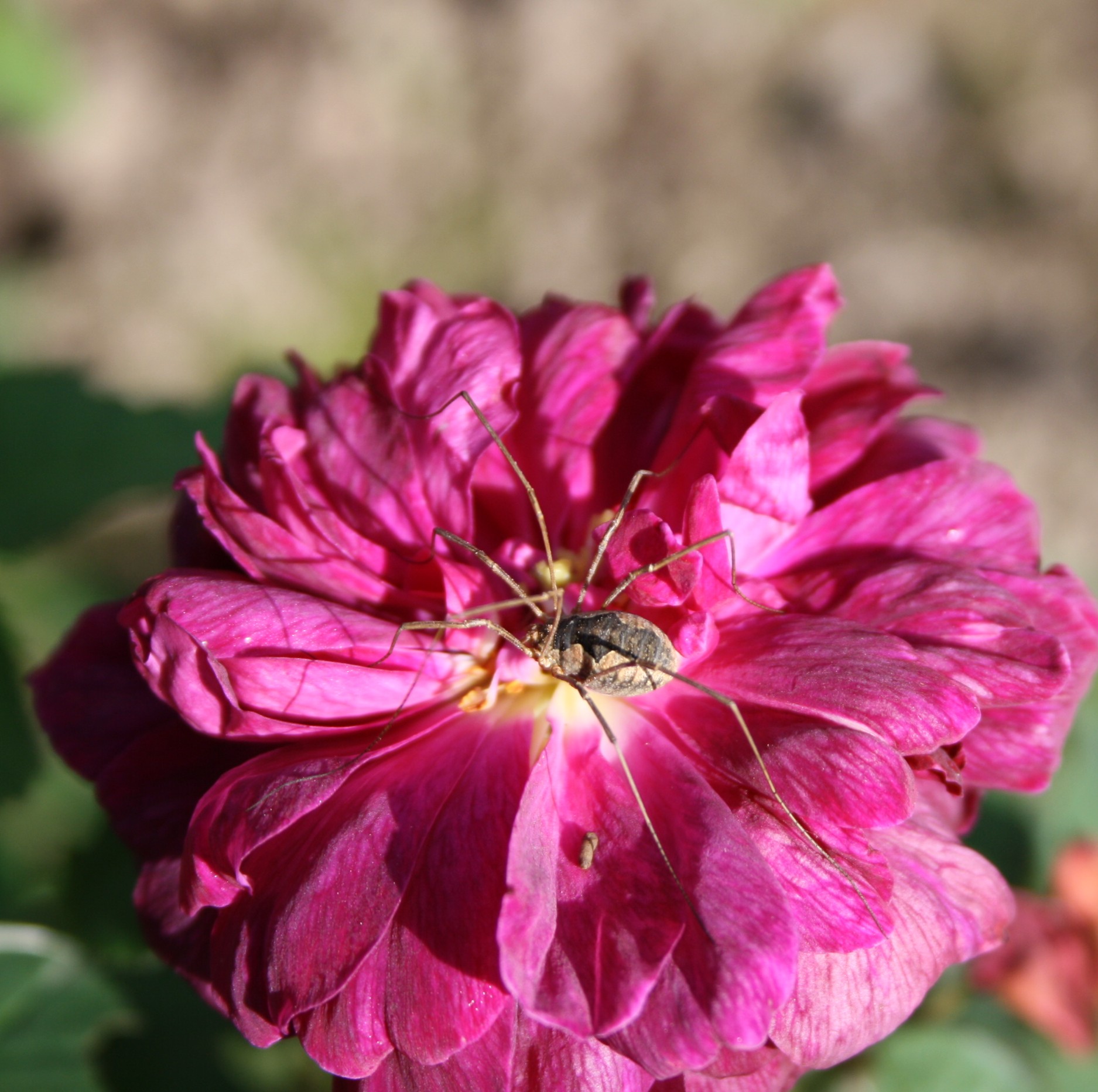 Indigo – Bild 10