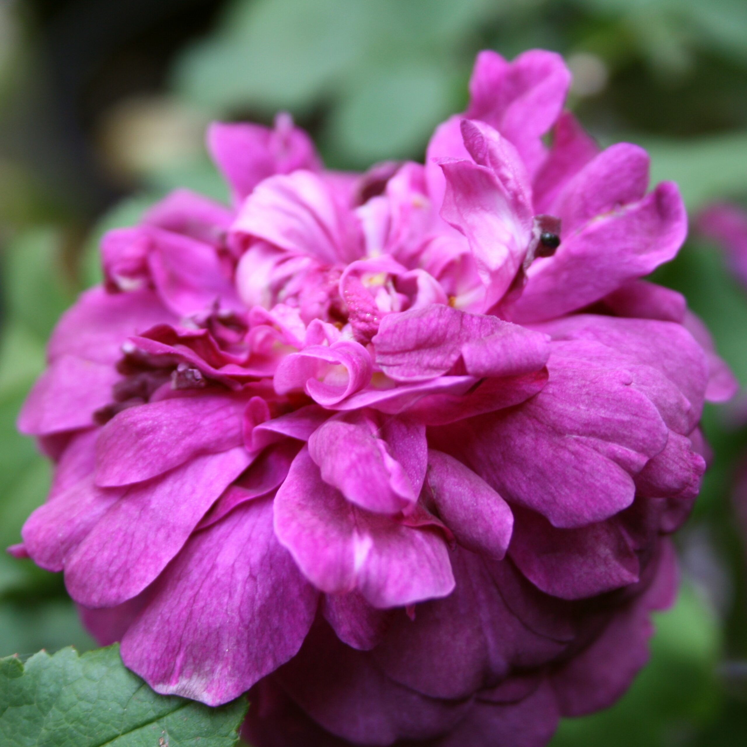 Indigo – Bild 3
