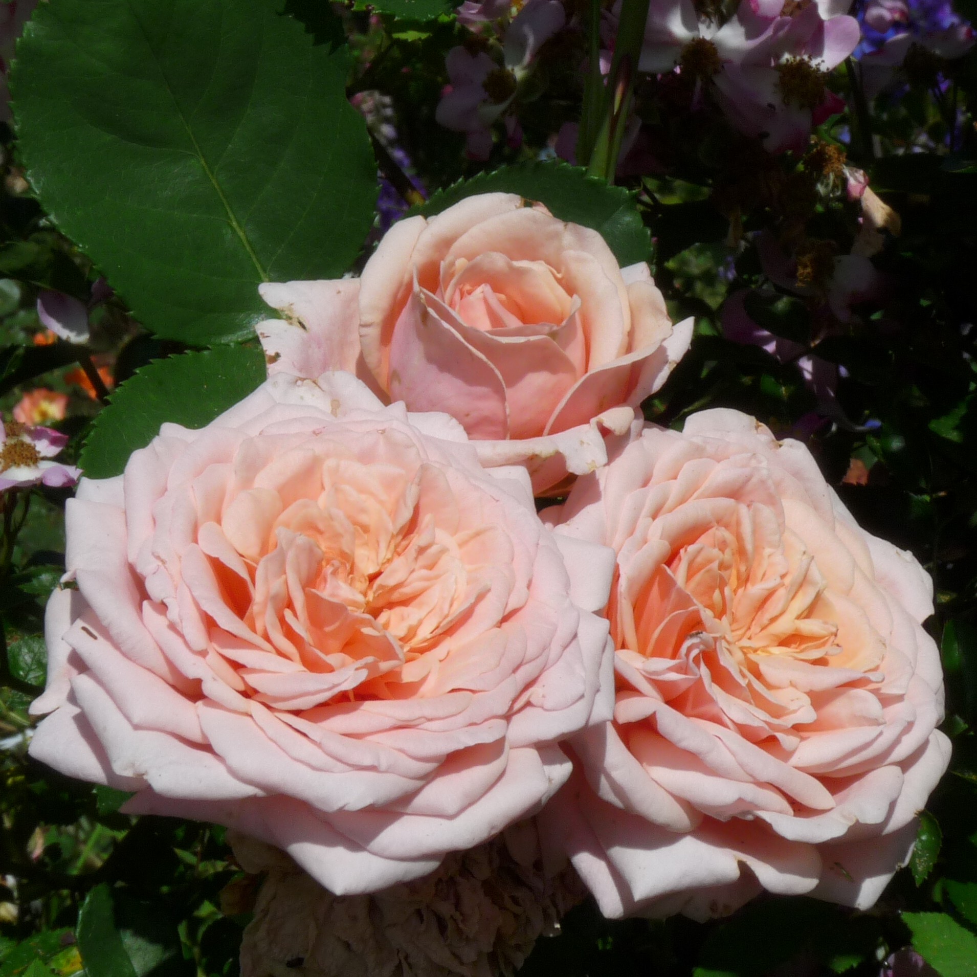 Reve Apricot – Bild 12