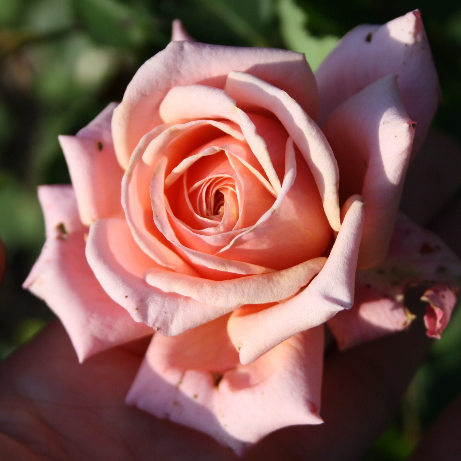 Reve Apricot – Bild 11