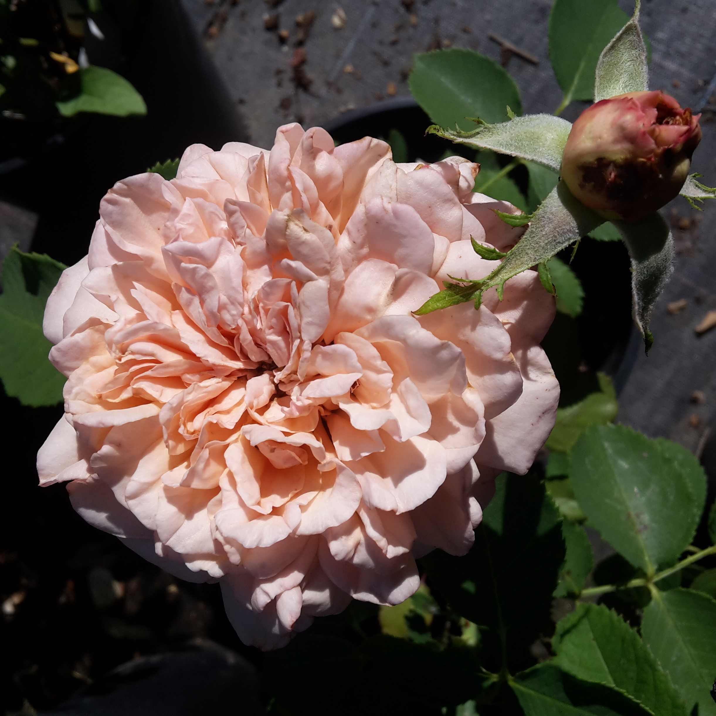 Reve Apricot – Bild 15