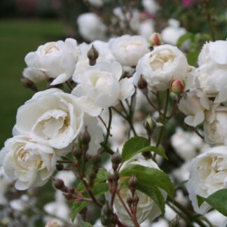 Souvenir a Therese