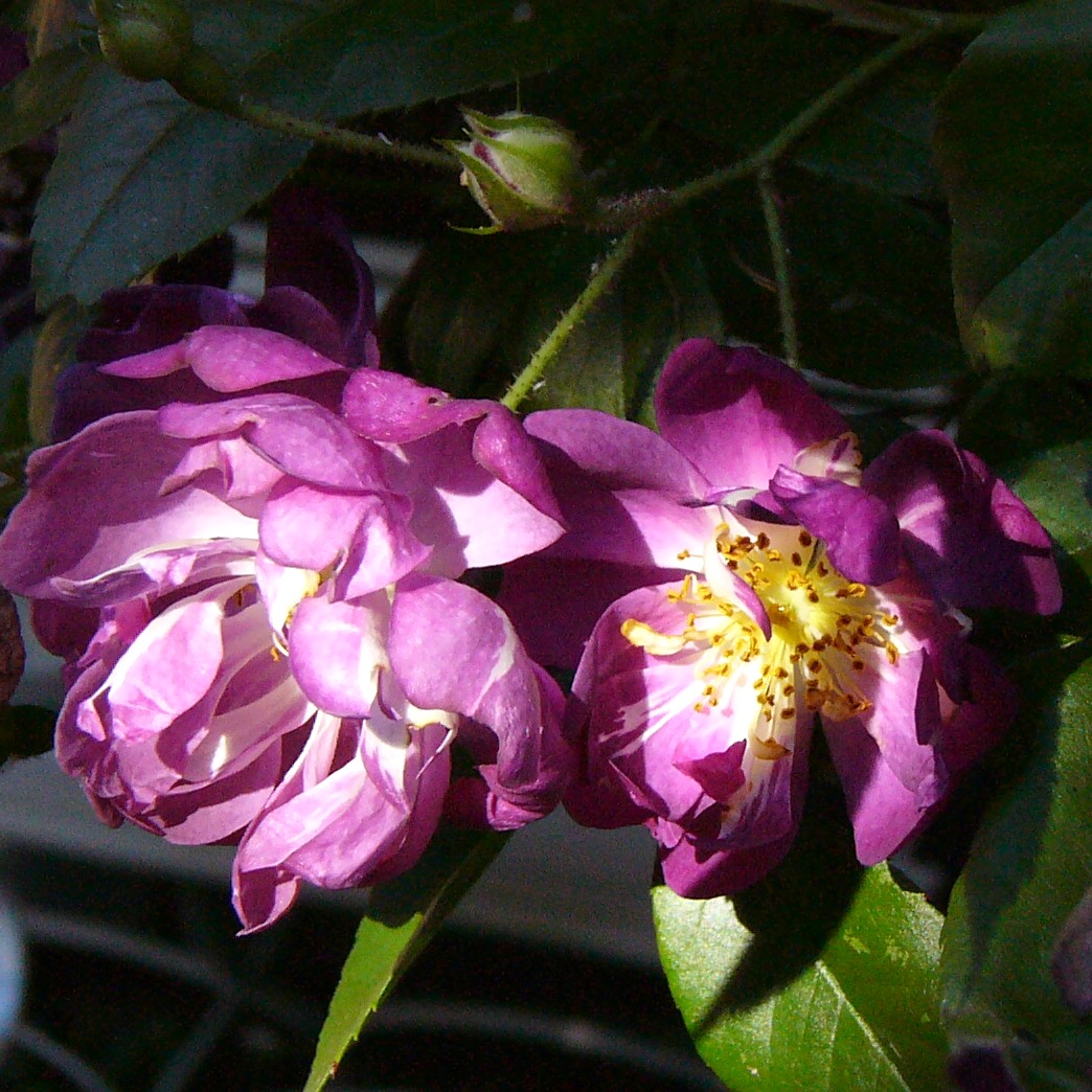 Veilchenblau – Bild 2