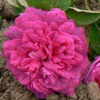 Velours Pourpre