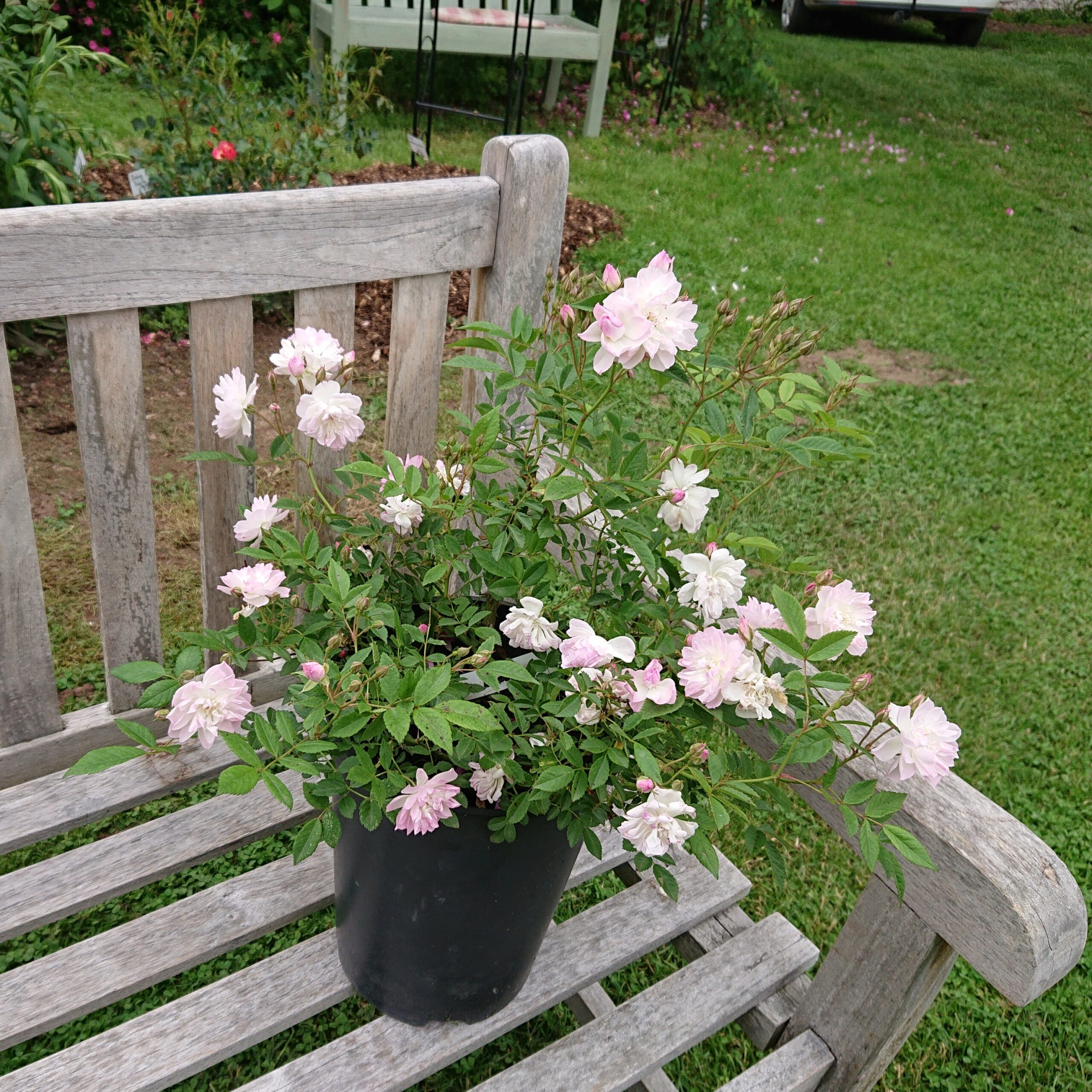 Eva – Bild 6