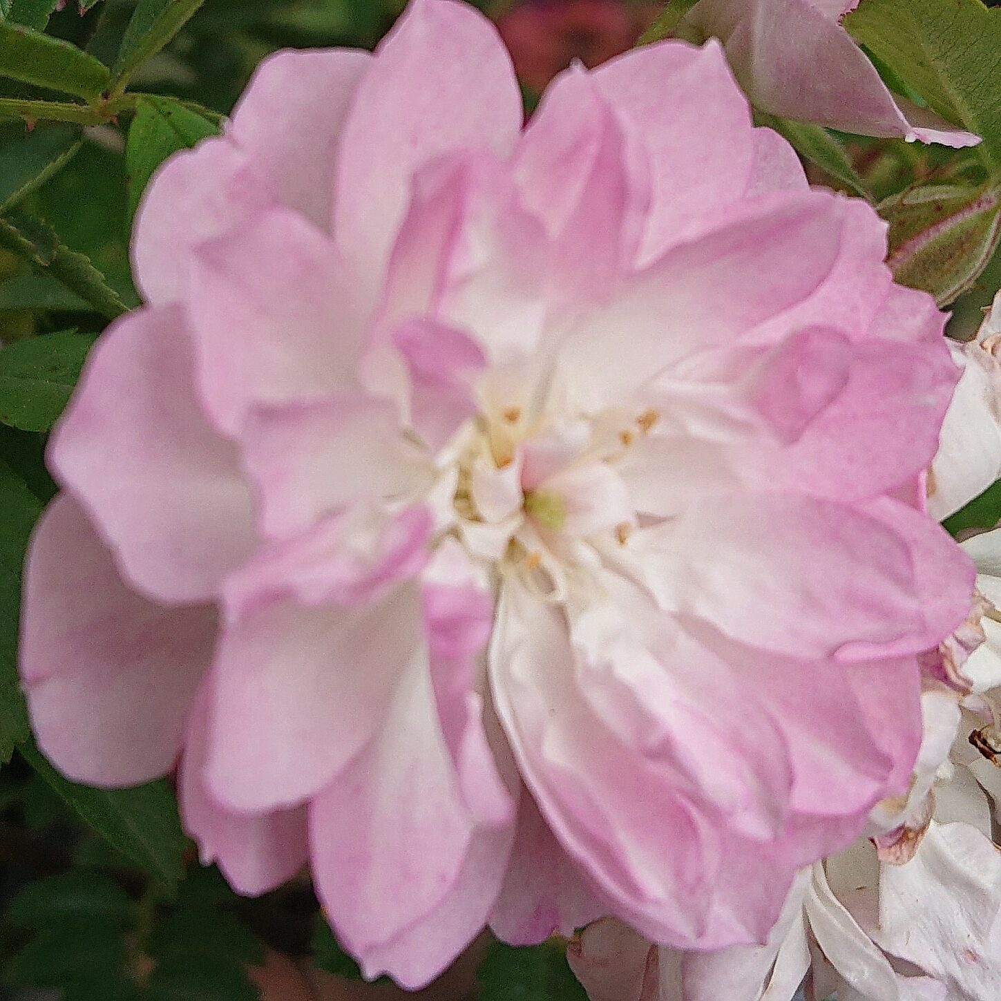 Eva – Bild 2