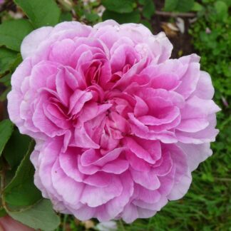 Belle Hélène