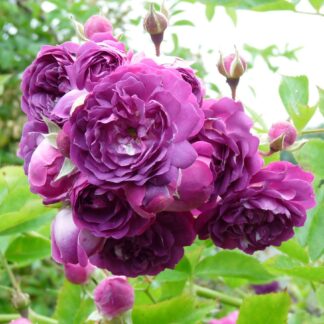 Bleu Magenta