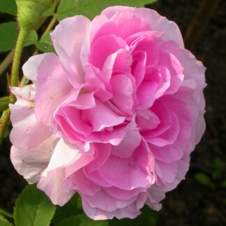 Blush Hip