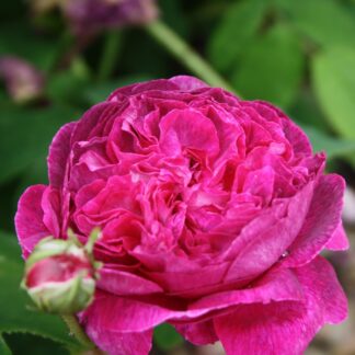 Duc de Guiche