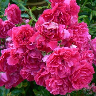 Faust Roter Rambler