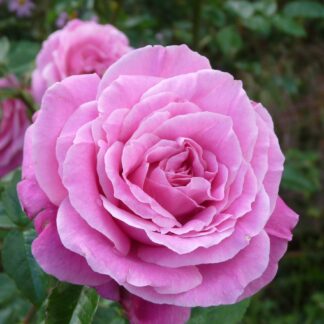 Heilige Elisabeth