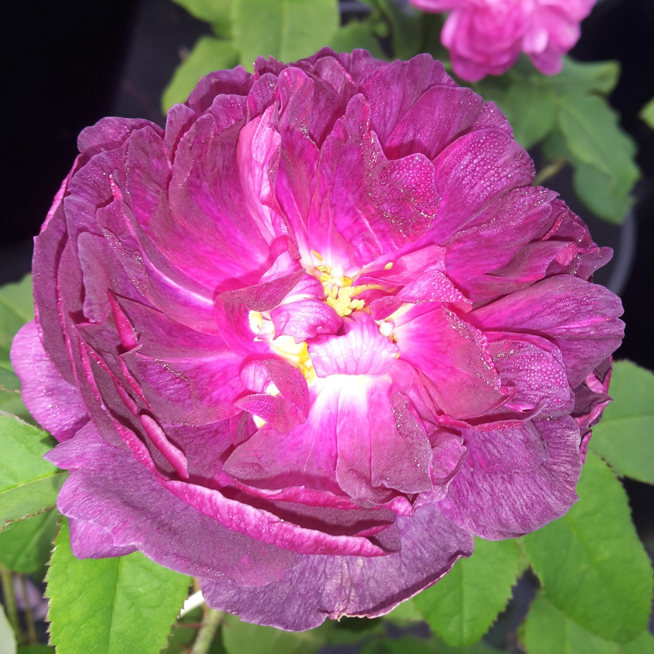 Indigo – Bild 5