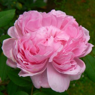 Jacques Cartier