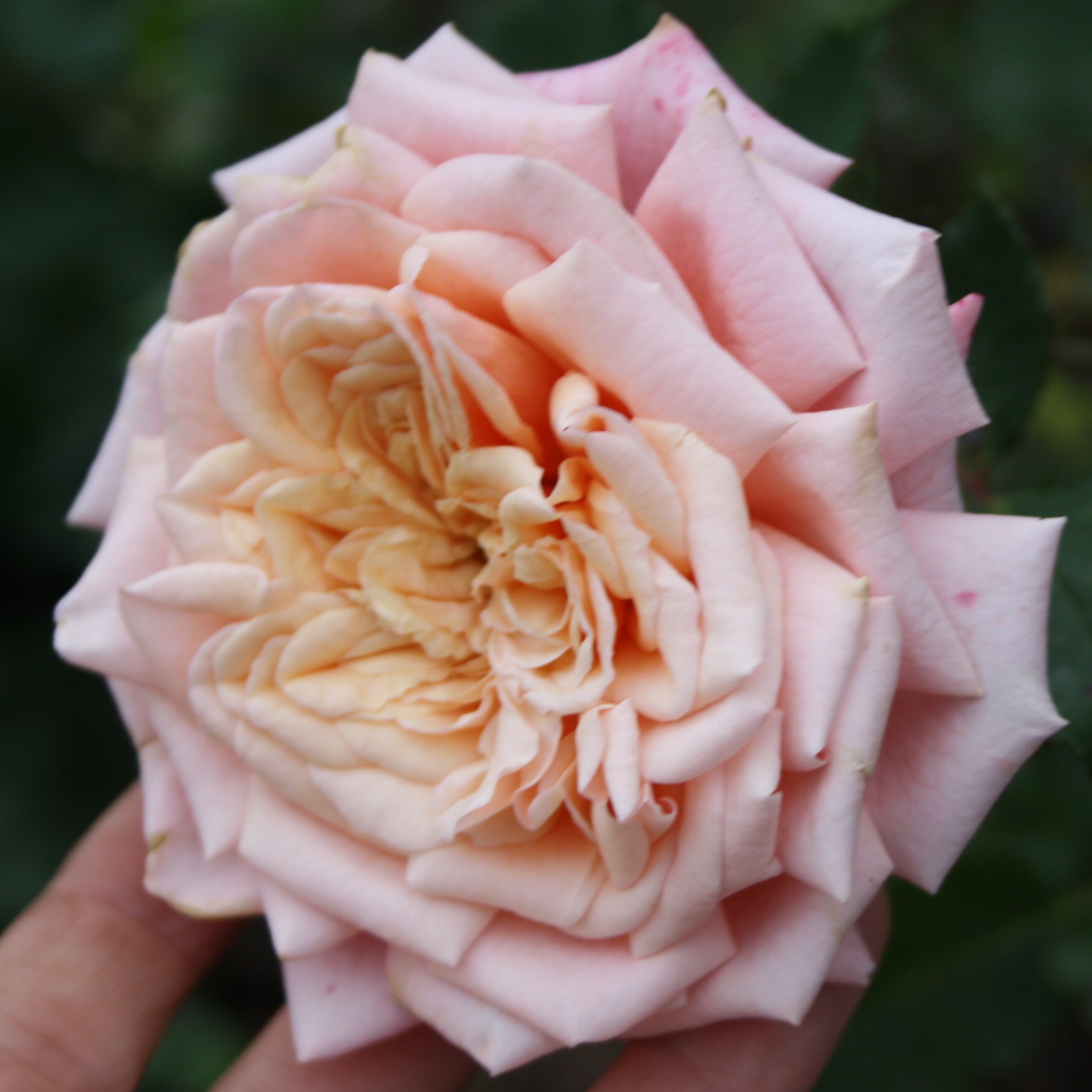 Reve Apricot – Bild 3