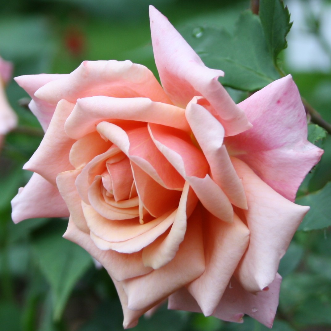Reve Apricot – Bild 6