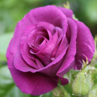 Rhapsody in Blue