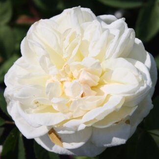 White Blush