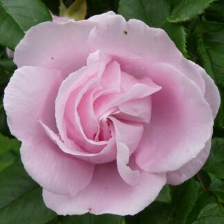 Gerbe Rose