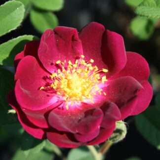 Roseraie de Commer Rücksport