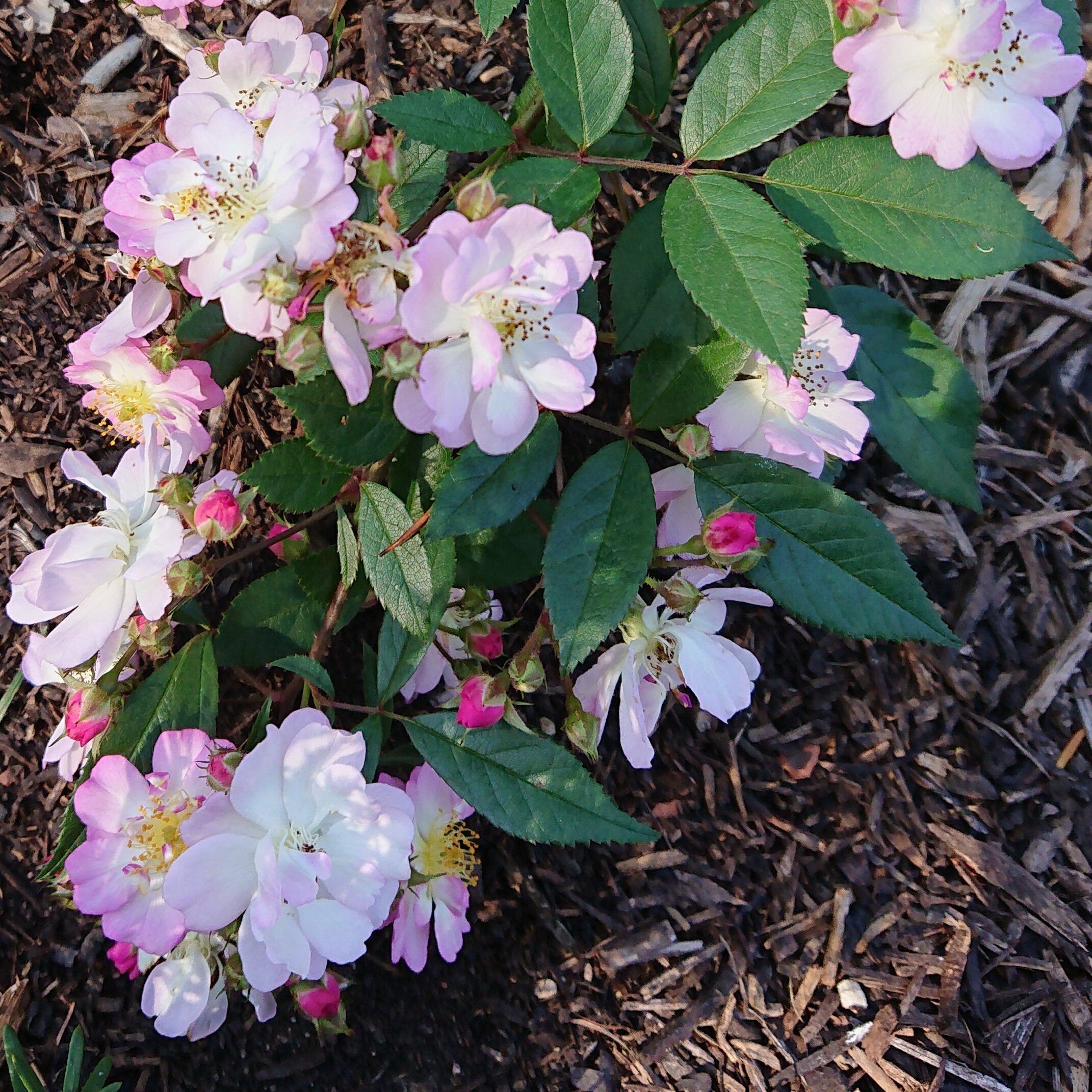 Julchen – Bild 4