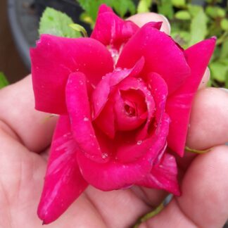 Prince Scarlet