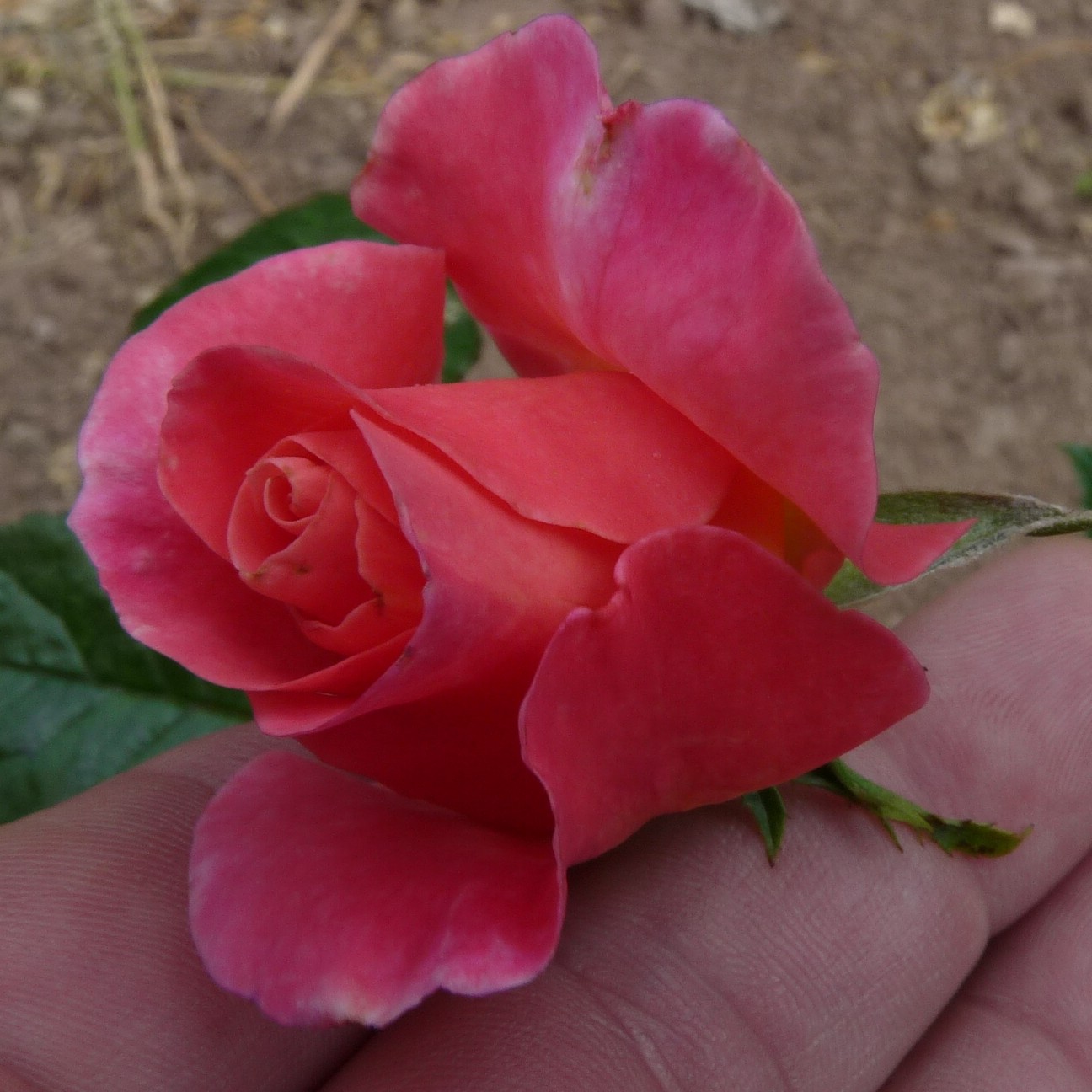 Verian – Bild 4