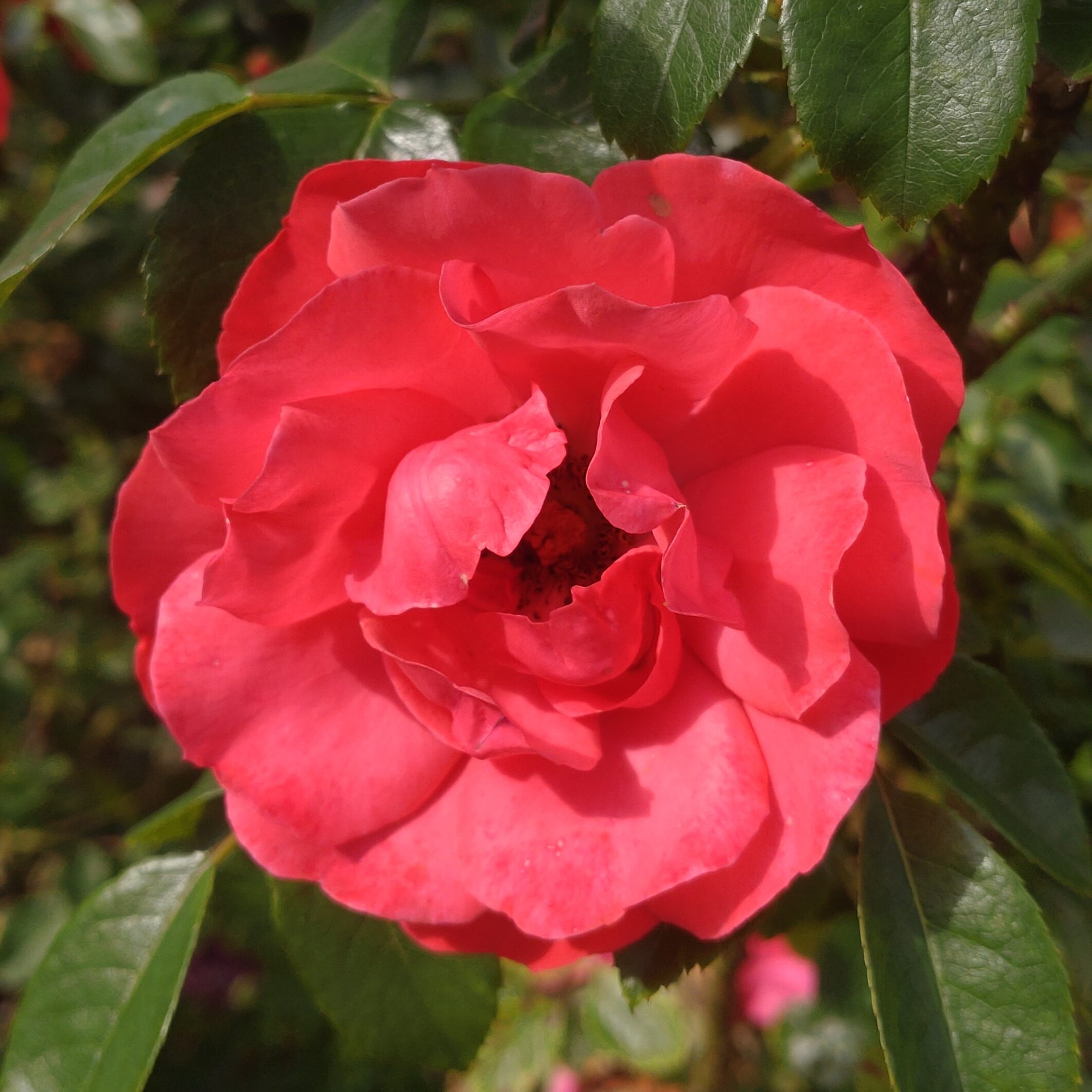 Amour Fou – Bild 6