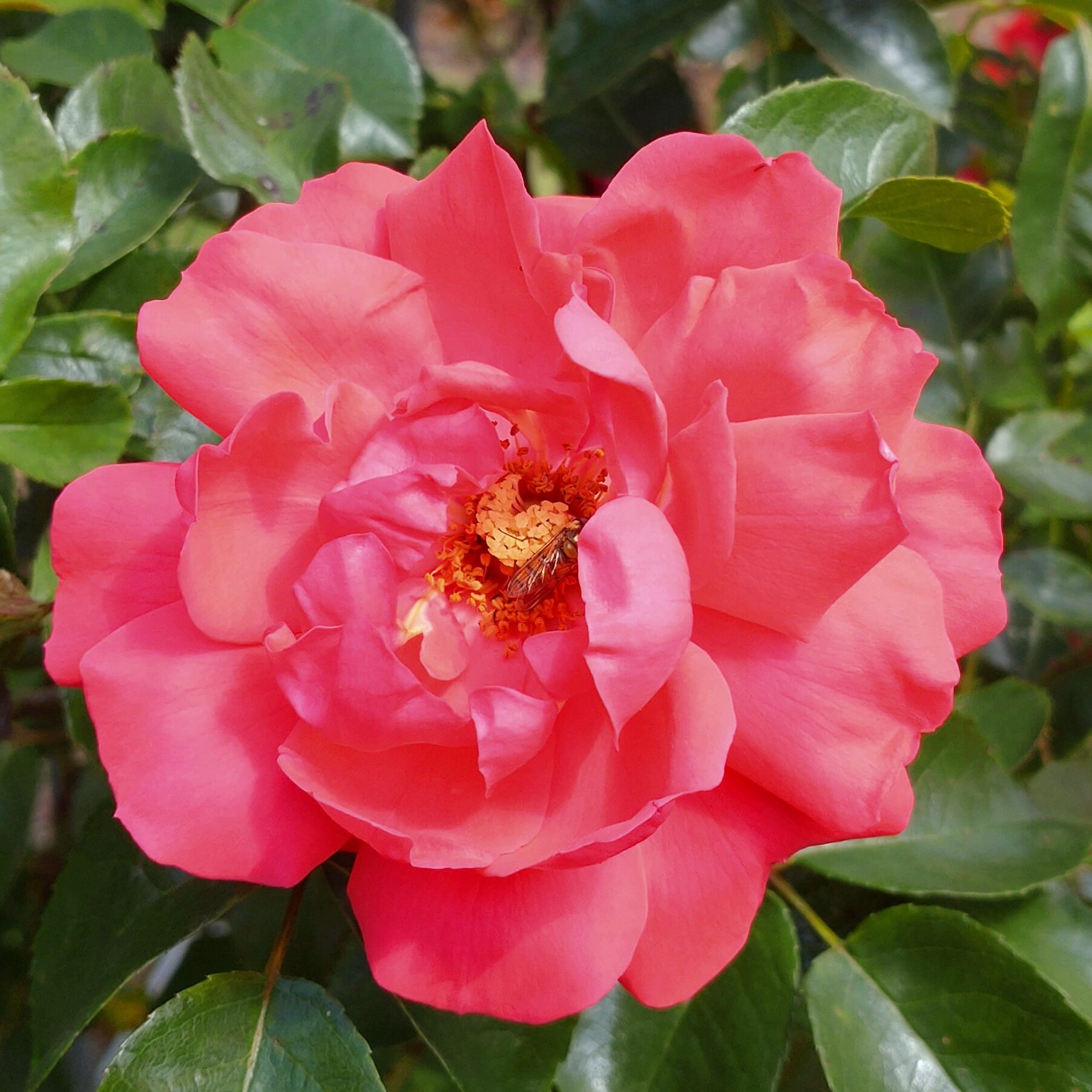 Amour Fou – Bild 7